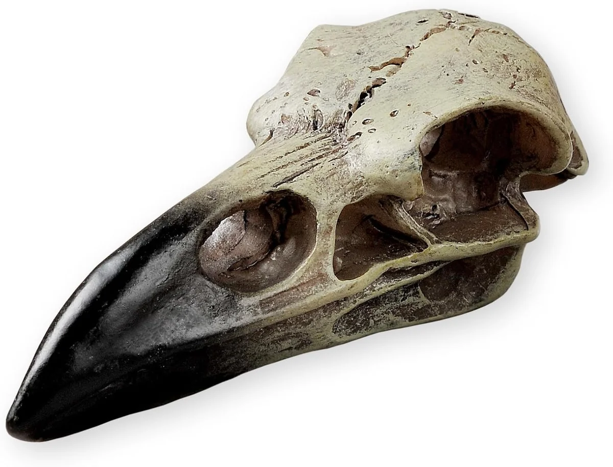 Small resin gothic raven skull decor piece with detailed beak and eye sockets, designed to be used as a Halloween statue, a pendant on a chain, or worn as a bird-skeleton mask crown
