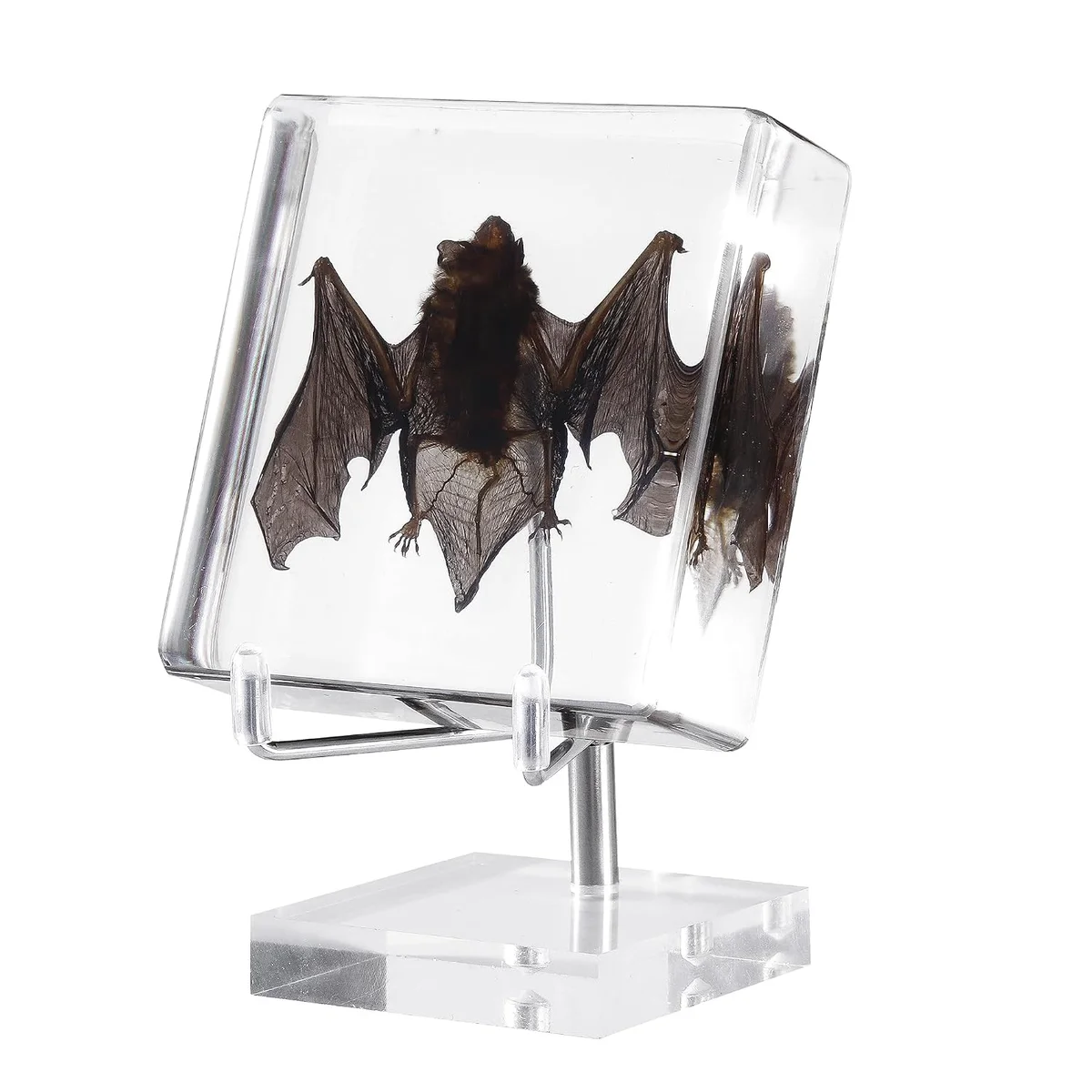Real preserved taxidermy bat specimen encased in a clear resin block mounted on an acrylic base, wings spread as if in flight, sold as a science classroom and oddities display piece