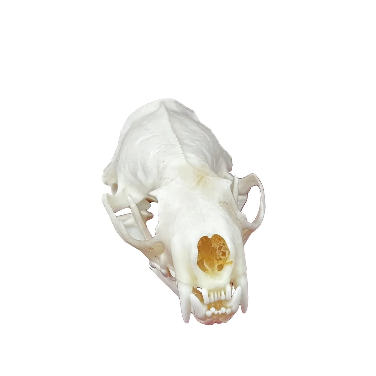 Real cleaned mink animal skull sold as a taxidermy specimen for science education and display