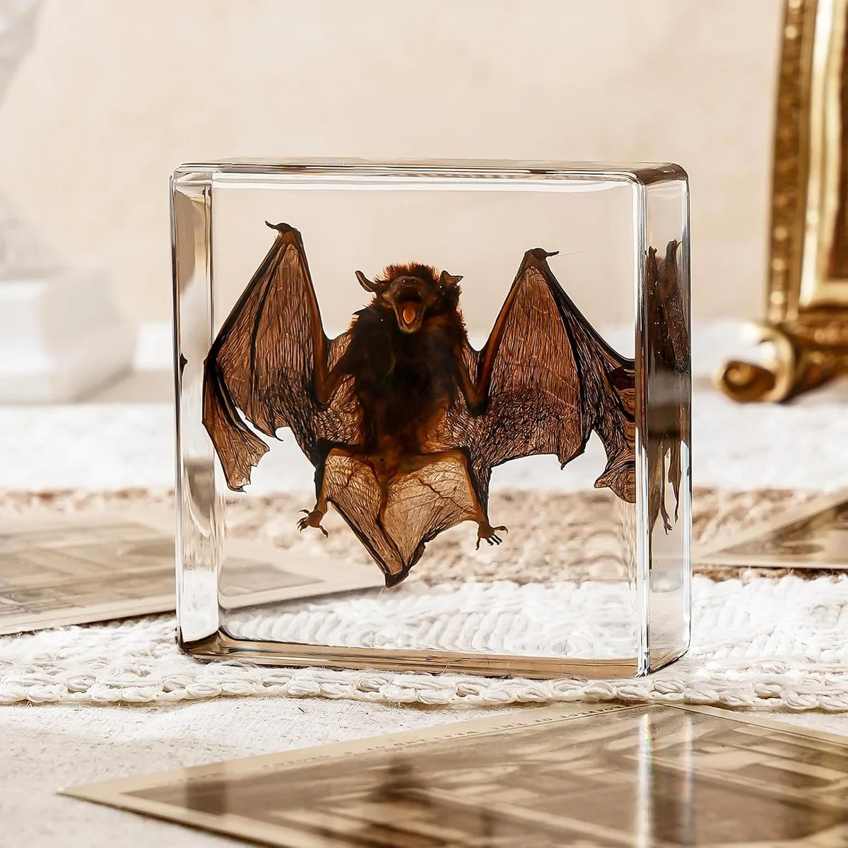 Small taxidermy bat preserved inside a clear 3x3x1 inch resin block, wings and body visible, sold as an oddity display piece and science classroom specimen