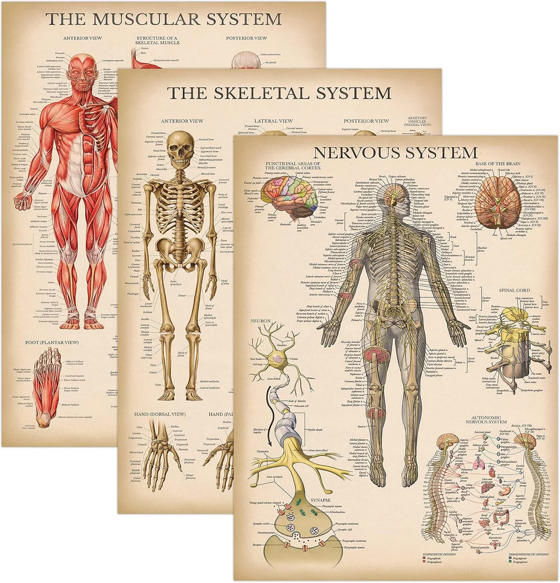 Set of three laminated 18-by-24-inch vintage-style anatomical wall charts showing the human muscular system, skeletal system, and nervous system in detailed color illustration